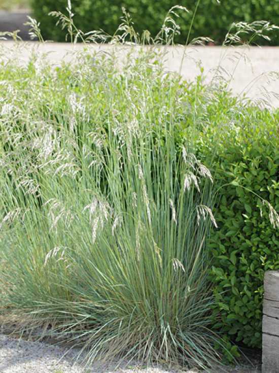 Helictotrichon 'Saphirsprudel' - Blue Oat Grass