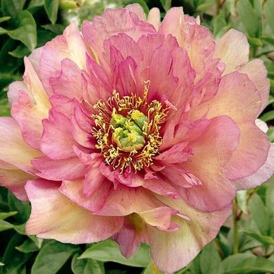 Paeonia 'Hillary’ - Itoh Peony – Pondside Nursery