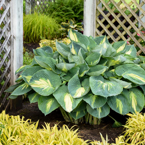 Hosta 'Hudson Bay' – Pondside Nursery