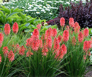 Kniphofia 'Poco Red’ - Red Hot Poker