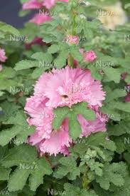 Alcea 'Celebrities Pink'