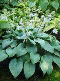 Hosta 'Dancing with Dragons' – Pondside Nursery