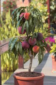 Prunus Peach 'Garden Sun'