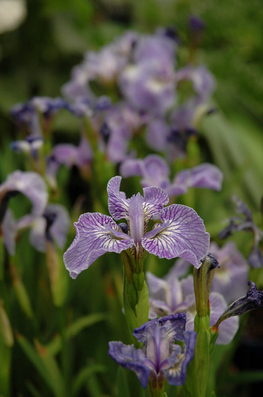 Iris setosa arctica - Dwarf Iris