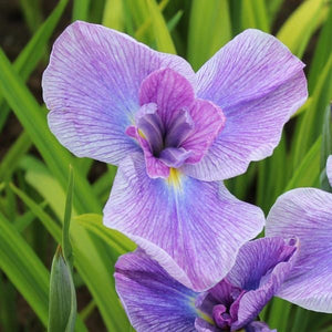 Iris ensata 'Geisha Girl' - Japanese Iris