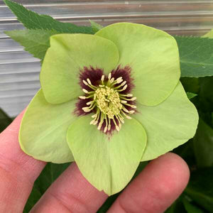 Helleborus 'Irish Luck' - Lenten Rose