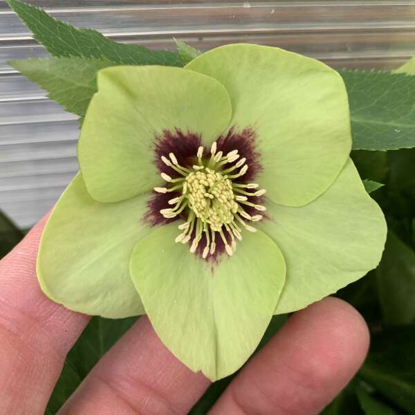 Helleborus 'Irish Luck' - Lenten Rose