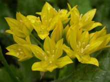 Load image into Gallery viewer, Allium &#39;Jeannine&#39; - Ornamental Onion
