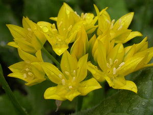 Allium 'Jeannine' - Ornamental Onion