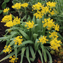Load image into Gallery viewer, Allium &#39;Jeannine&#39; - Ornamental Onion
