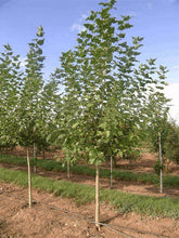 Load image into Gallery viewer, Populus sargentii &#39;Jeronimus&#39; - Cottonwood Tree
