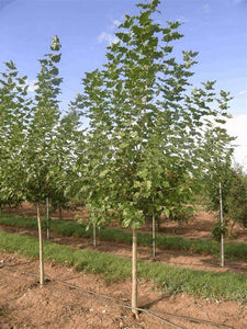 Populus sargentii 'Jeronimus' - Cottonwood Tree