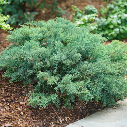 Juniperus 'Montana Moss'