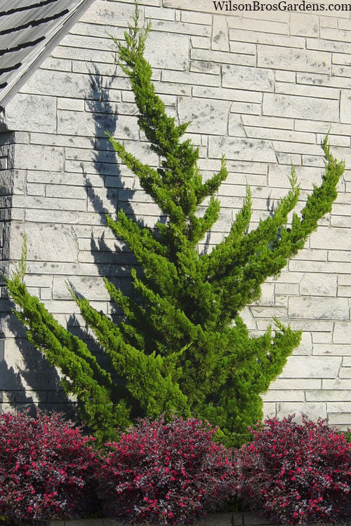 Juniperus chin. 'Torulosa' - Hollywood Juniper