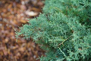 Juniperus 'Montana Moss'