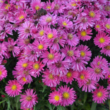 Load image into Gallery viewer, Aster &#39;Kickin Carmine Red&#39;
