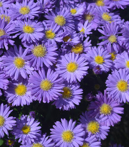 Aster 'Kickin Sapphire'