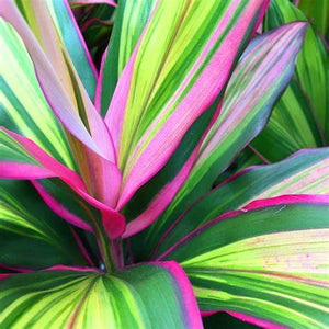 Cordyline 'Kiwi'