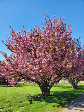 Load image into Gallery viewer, Prunus &#39;Kwanzan&#39; - Japanese Flowering Cherry
