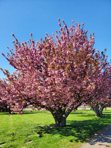 Prunus 'Kwanzan' - Japanese Flowering Cherry