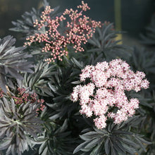 Load image into Gallery viewer, Sambucus &#39;Laced Up&#39;
