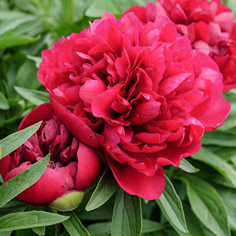 Paeonia 'Lady In Red' - Peony