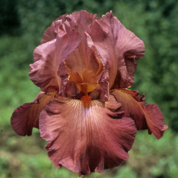 Iris ger. 'Lady Friend' – Pondside Nursery