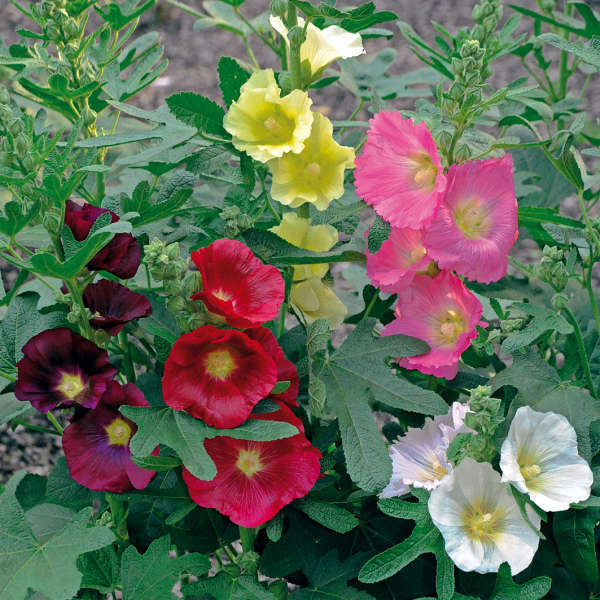 Alcea 'Las Vegas' - Hollyhock