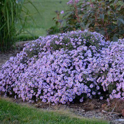 Aster 'Kickin Lavender'