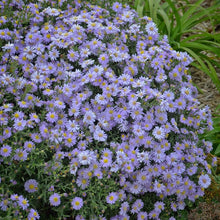 Load image into Gallery viewer, Aster &#39;Kickin Lavender&#39;
