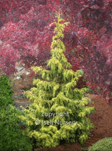Thuja plicata 'Lucky Find'