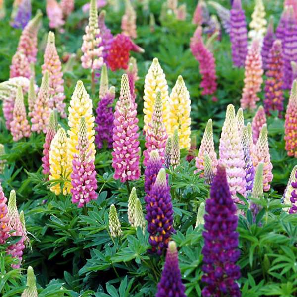 Lupinus 'Popsicle' - Lupine Mixed