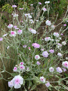 Lychnis coronaria 'Angel's Blush' - Rose Campion
