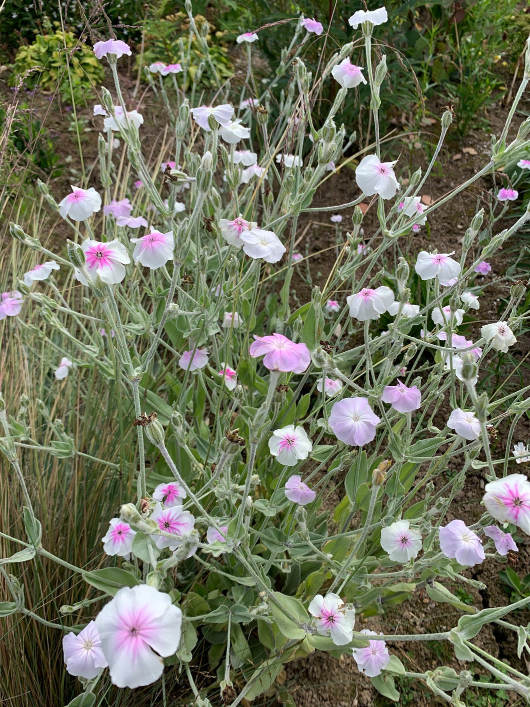 Lychnis coronaria 'Angel's Blush' - Rose Campion