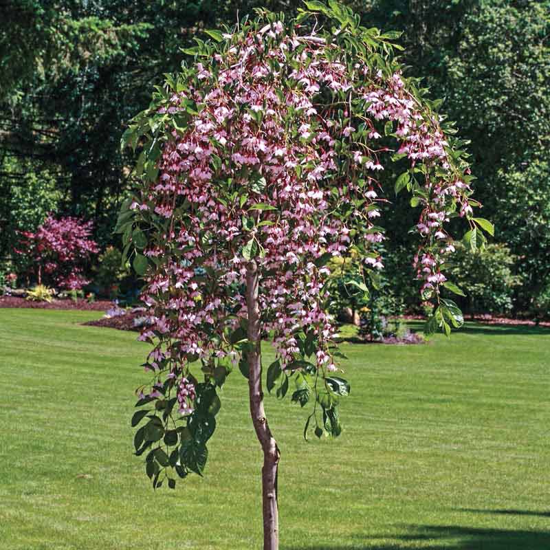Styrax 'Marley's Pink'