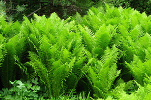 Matteuccia 'The King' - Ostrich Fern