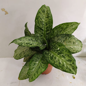 Dieffenbachia 'Memoria Corsii' - Dumb Cane