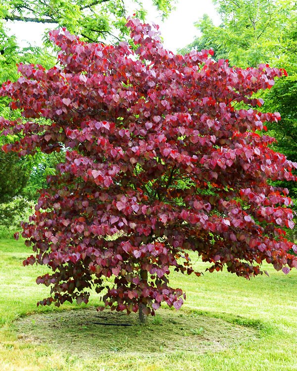 Cercis can. 'Merlot' - Redbud