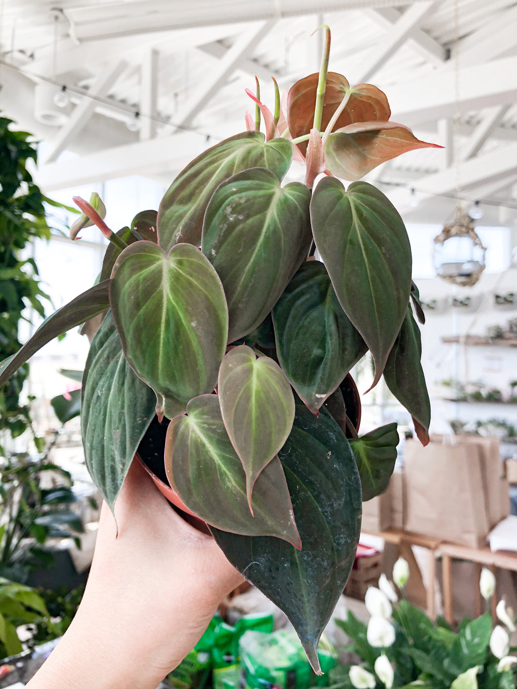 Philodendron 'Micans'