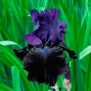 Iris germ. 'Midnight Treat' - Bearded Iris