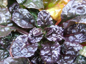 Ajuga 'Mini Crisp Red'