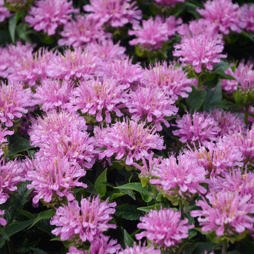 Monarda 'Pardon My Lavender'