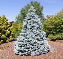 Picea pungens 'Monty' - Blue Spruce