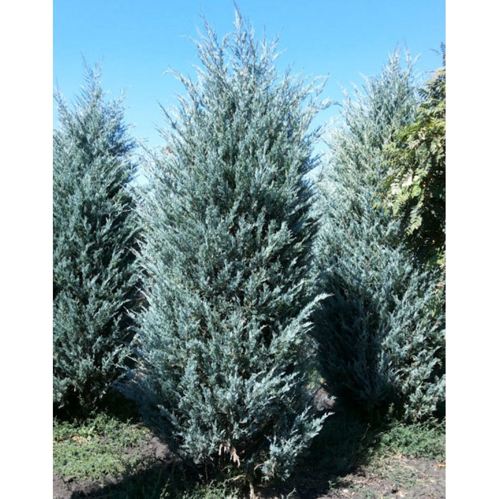 Morgan Juniper Moonglow Juniper