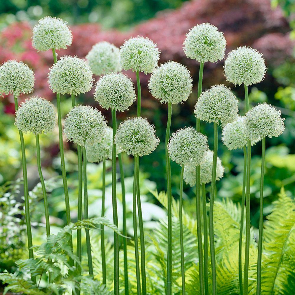 Allium 'Mount Everest' - Ornamental Onion