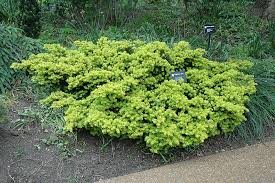 Taxus cuspidata 'Nana Aurescens'