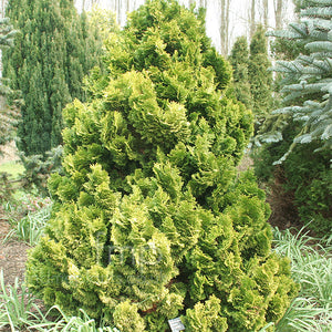 Chamaecyparis obtusa 'Nana Lutea' - Hinoki Cypress