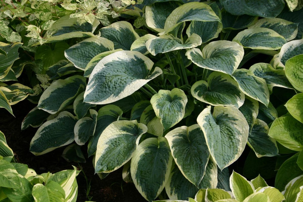 Hosta 'Northern Exposure'