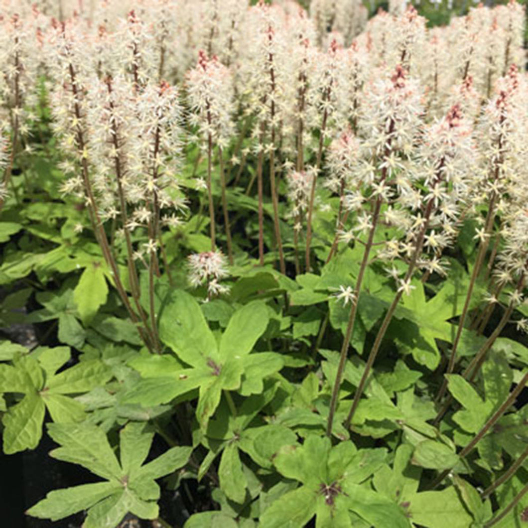 Tiarella 'Oakleaf’