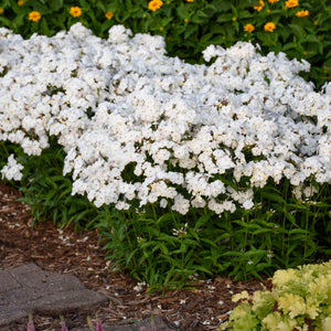 Phlox 'Opening Act White' - Garden Phlox